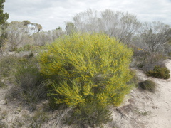 Acacia
