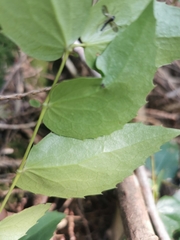 Berberis nervosa