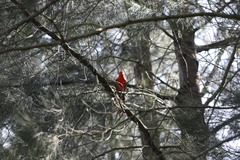 Alisterus scapularis