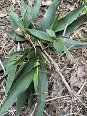 Dichanthelium polyanthes