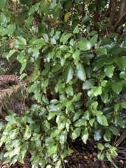 Griselinia littoralis