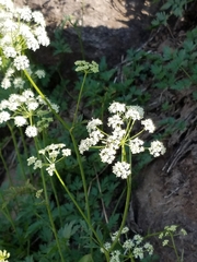 Ligusticum grayi