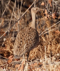 Eupodotis ruficrista