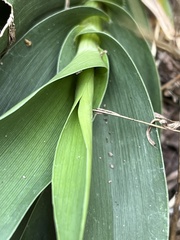 Dichanthelium polyanthes
