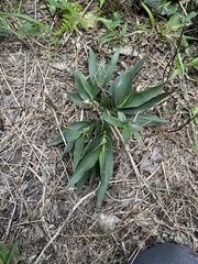 Dichanthelium polyanthes