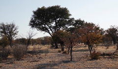 Colophospermum mopane image