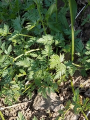 Ligusticum grayi