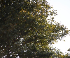 Colophospermum mopane