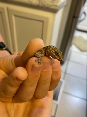 Hemidactylus turcicus