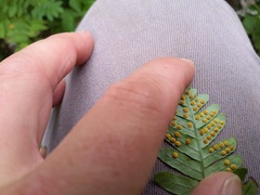 Polypodium appalachianum