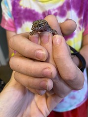 Hemidactylus turcicus