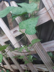Ipomoea lacunosa