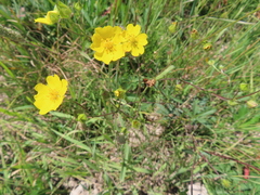 Potentilla gracilis