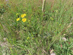 Potentilla gracilis