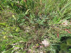 Potentilla gracilis