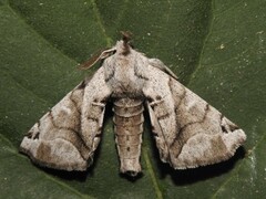 Apatelodes pudefacta