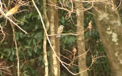 Eopsaltria australis