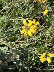 Berlandiera lyrata