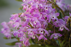 Dendrobium nobile