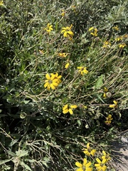 Berlandiera lyrata