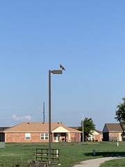 Buteo jamaicensis