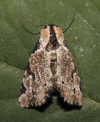 Stibaera thyatiroides