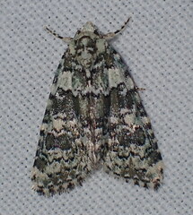 Bryophila domestica