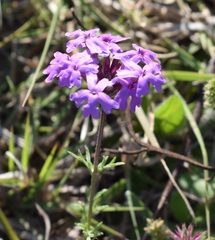 Glandularia tenera