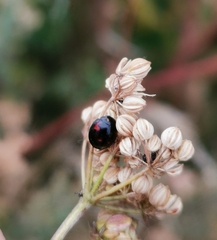 Exochomus quadripustulatus