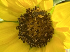 Halictus ligatus