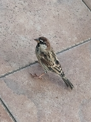 Passer hispaniolensis hispaniolensis