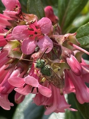 Agapostemon virescens