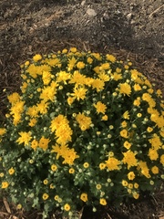 Chrysanthemum morifolium