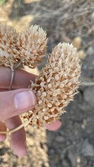 Trifolium vesiculosum