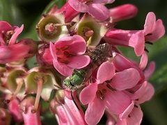 Agapostemon virescens