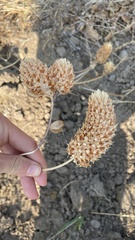 Trifolium vesiculosum