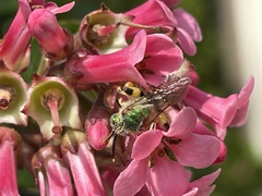 Agapostemon virescens