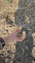 Trifolium vesiculosum