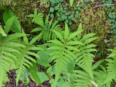 Phegopteris connectilis