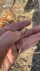 Trifolium vesiculosum