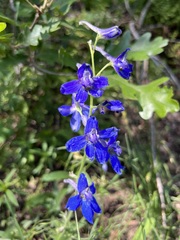 Delphinium nuttallianum