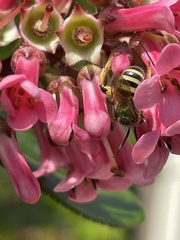 Agapostemon virescens