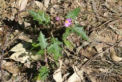 Solanum prinophyllum