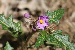 Solanum prinophyllum