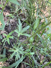 Delphinium nuttallianum