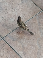 Passer hispaniolensis hispaniolensis