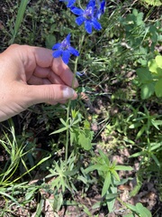 Delphinium nuttallianum