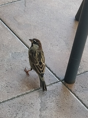 Passer hispaniolensis hispaniolensis