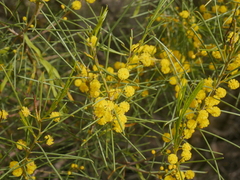 Acacia