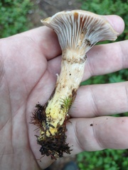 Gomphidius glutinosus